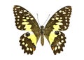 Image of Lime Butterfly Papilio demoleus. Royalty Free Stock Photo