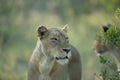 Lioness hunting in the bush