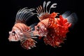 Image of lionfishes on black background., Fishs., Underwater animals Royalty Free Stock Photo