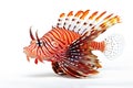 Image of lionfishes on white background., Fishs., Underwater animals Royalty Free Stock Photo