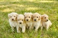 Litter of adorable white Goldendoodle puppies in grass