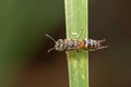 Image of little bee or dwarf beeApis florea on the green leaf on a natural background. Insect. Animal Royalty Free Stock Photo