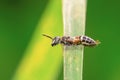 Image of little bee or dwarf beeApis florea on the green leaf on a natural background. Insect. Animal