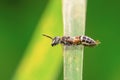 Image of little bee or dwarf beeApis florea on the green leaf on a natural background. Insect. Animal Royalty Free Stock Photo