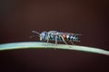 Image of little bee or dwarf beeApis florea on the green leaf on a natural background. Insect. Animal