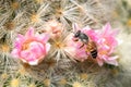 Image of little bee or dwarf beeapis florea on pink flower collects nectar. Insect. Animal
