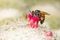 Image of little bee or dwarf beeapis florea on pink flower collects nectar. Insect. Animal