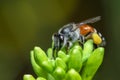 Image of little bee or dwarf beeApis florea on yellow flower collects nectar on a natural background. Insect. Animal