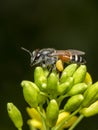Image of little bee or dwarf beeApis florea on yellow flower collects nectar on a natural background. Insect. Animal