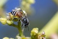 Image of little bee or dwarf beeApis florea on yellow flower collects nectar on a natural background. Insect. Animal