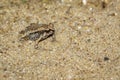 Image of little bullfrog Kaloula pulchra on the ground. Royalty Free Stock Photo