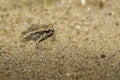 Image of little bullfrog Kaloula pulchra on the ground. Royalty Free Stock Photo