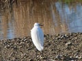 Little egret looking at water Royalty Free Stock Photo