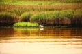 Little egret in wetlands