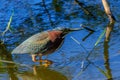 Little Green Egret Florida