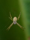 Image of Little multi-coloured argiope spider.