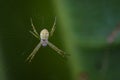 Image of Little multi-coloured argiope spider.