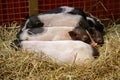 Image of little pig is sleeping. Farm Animals Royalty Free Stock Photo