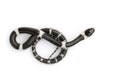Image of little snake Lycodon laoensis on white background., Reptile,. Animals