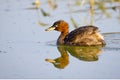 Image of little teal Dabbling duck