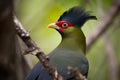Image of livingstone\'s turaco bird,Tauraco livingstonii in the forest. Birds., Wildlife Animals