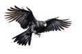 Image of a long-billed black cockatoo with spread wings in flight on a white background. Wildlife. Bird. Illustration, Generative