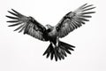 Image of a long-billed black cockatoo with spread wings in flight on a white background. Wildlife. Bird. Illustration, Generative