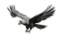 Image of a long-billed black cockatoo with spread wings in flight on a white background. Wildlife. Bird. Illustration, Generative