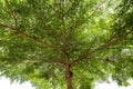 Image looking up from under a tree, a tree with green leaves Isolated on a white Royalty Free Stock Photo