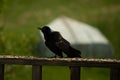 Spooky black bird on the wooden railing