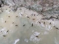 lots of Water strider insects walking on the chalky water surface. Royalty Free Stock Photo