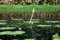 Lotus bud and leaf in small pond Royalty Free Stock Photo