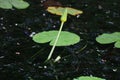 Lotus bud and leaf in small pond Royalty Free Stock Photo