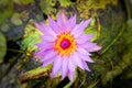 Image of a lotus flower