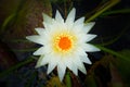 Image of a lotus flower