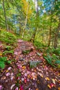 Low level of hiking path covered in small rock patches and variety of fall leaves