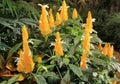 Lush Shrimp plant with bright and colorful yellow flowers