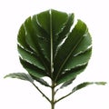 lush green curved palm leaves isolated on a white background.