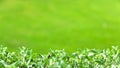 Close-up of Green Leaves in A Natural Blurred Green Background