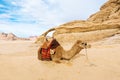 Image of lying camel in desert Wadi Rum, Jordan Royalty Free Stock Photo