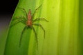 Image of a Lynx spider oxyopidae on green leaves. Insect. Royalty Free Stock Photo