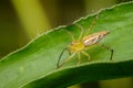 Image of a Lynx spider oxyopidae on green leaves. Insect. Royalty Free Stock Photo