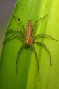 Image of a Lynx spider oxyopidae on green leaves. Insect. Royalty Free Stock Photo