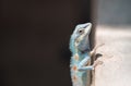 Image of macro blue chameleon on nature background.