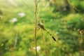 A green garden dragonfly was perched on a tree branch in the afternoon Royalty Free Stock Photo