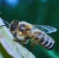 Image of macro of honeybee with detail perched on flower on green background