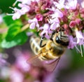 Image of macro of honeybee with detail perched on pink flower on green background