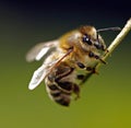 Image of macro of honeybee with detail perched on twig on green background