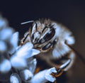 Image of macro of honeybee with detail perched on white flowers in background