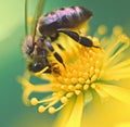 Image of macro of honeybee with detail perched on yellow flower on green background